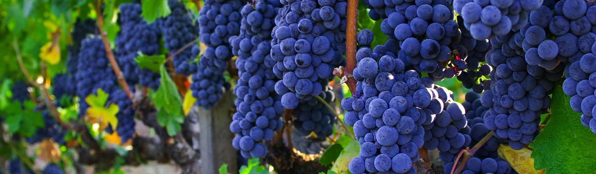Наиболее популярные сорта винограда во Франции