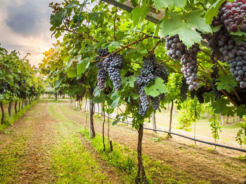Автохтонные сорта винограда Италии