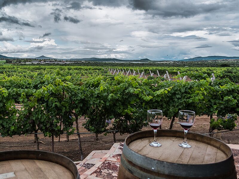 Какие сорта винограда выращивают в Чили